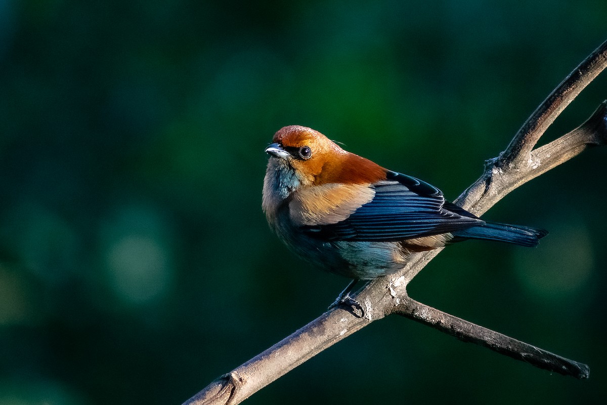 Chestnut-backed Tanager - Danilo Druetto