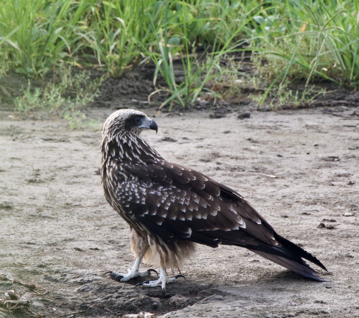 Black Kite (Black-eared) - ML360703391