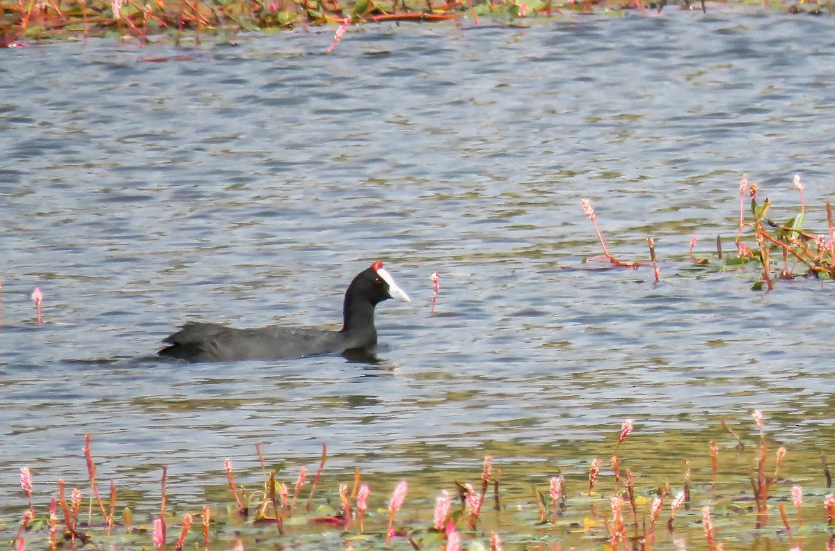 Red-knobbed Coot - ML360703721