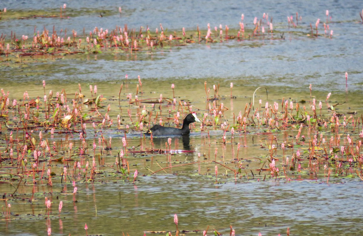 Red-knobbed Coot - ML360703751