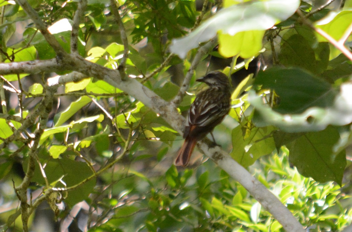 Sulphur-bellied Flycatcher - ML360705041