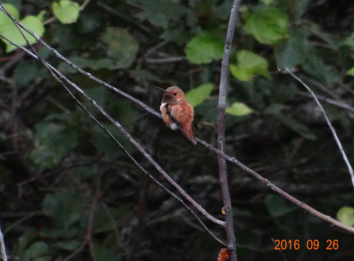 Rufous Hummingbird - Andy & Ellen Filtness