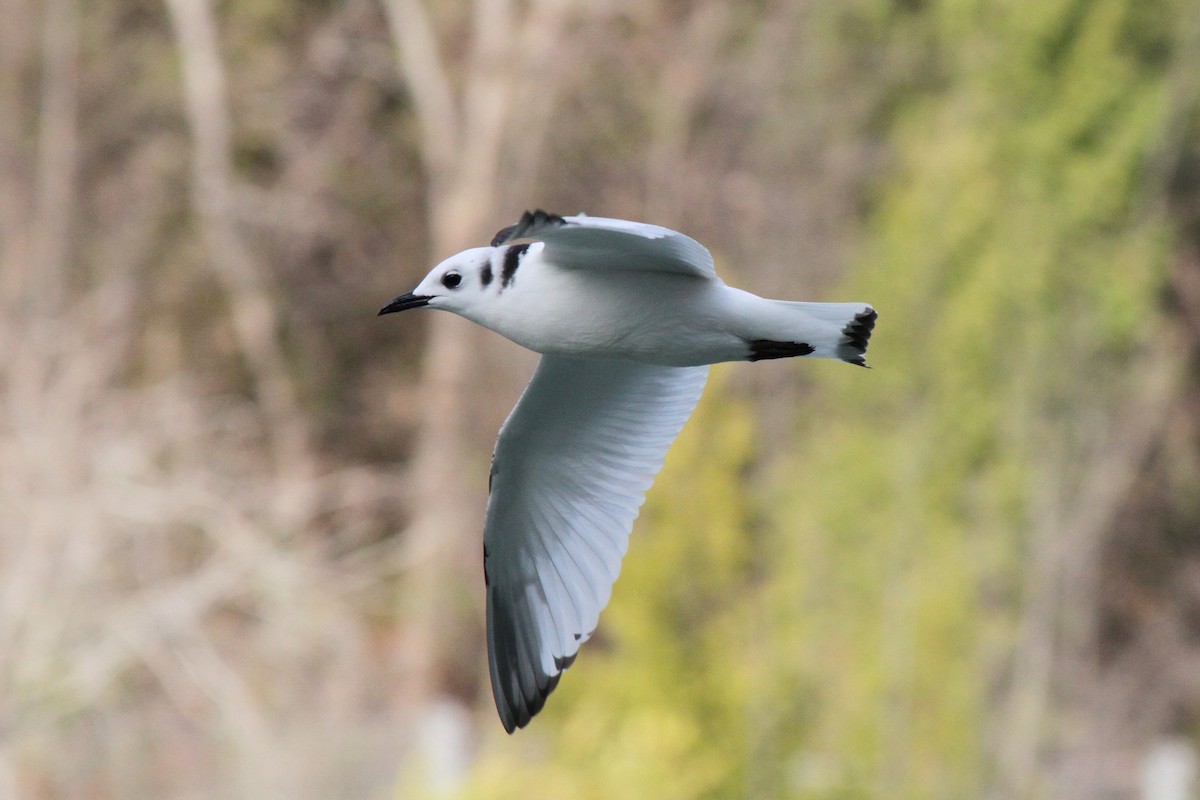 Black-legged Kittiwake - ML36070681