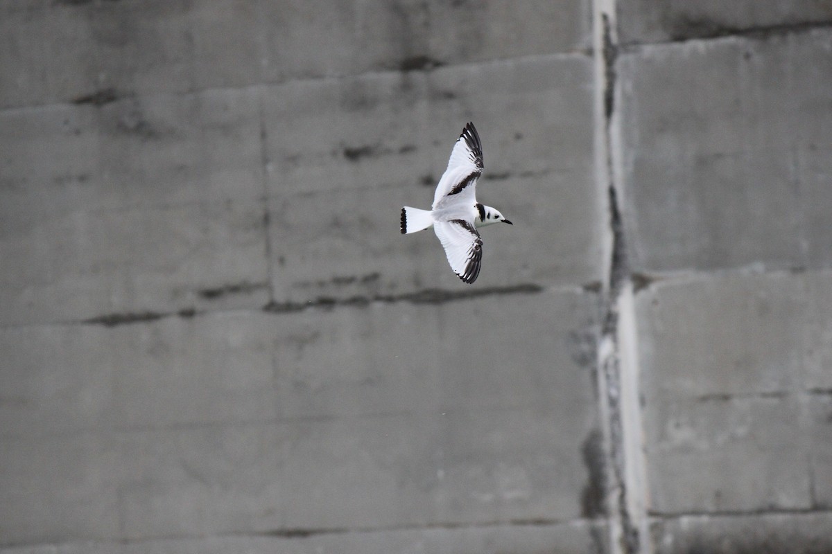 Black-legged Kittiwake - ML36070701