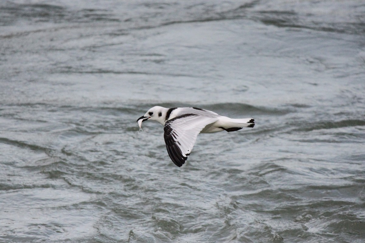 Black-legged Kittiwake - ML36070721