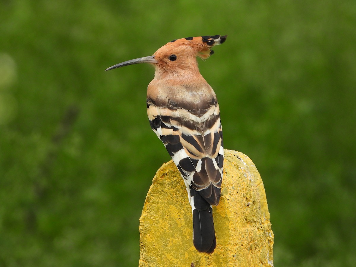 Eurasian Hoopoe - ML360707251