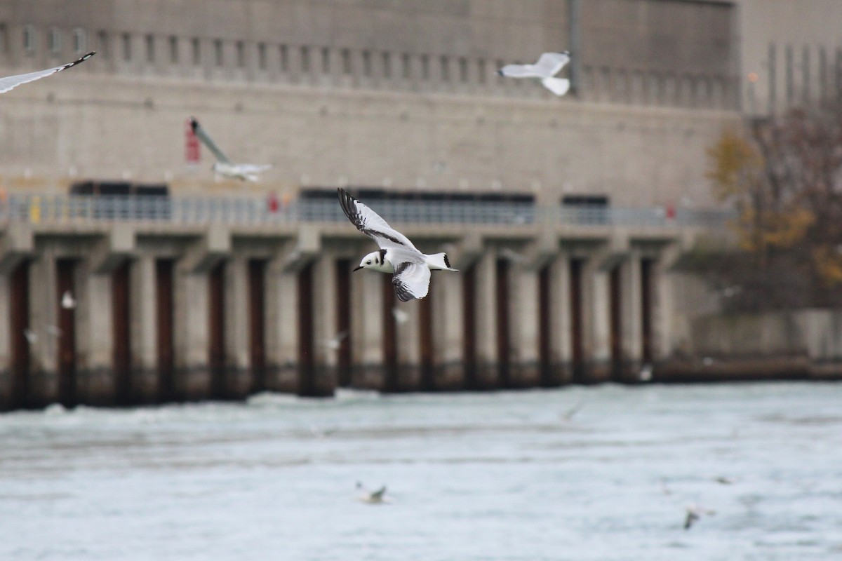 Black-legged Kittiwake - ML36070731