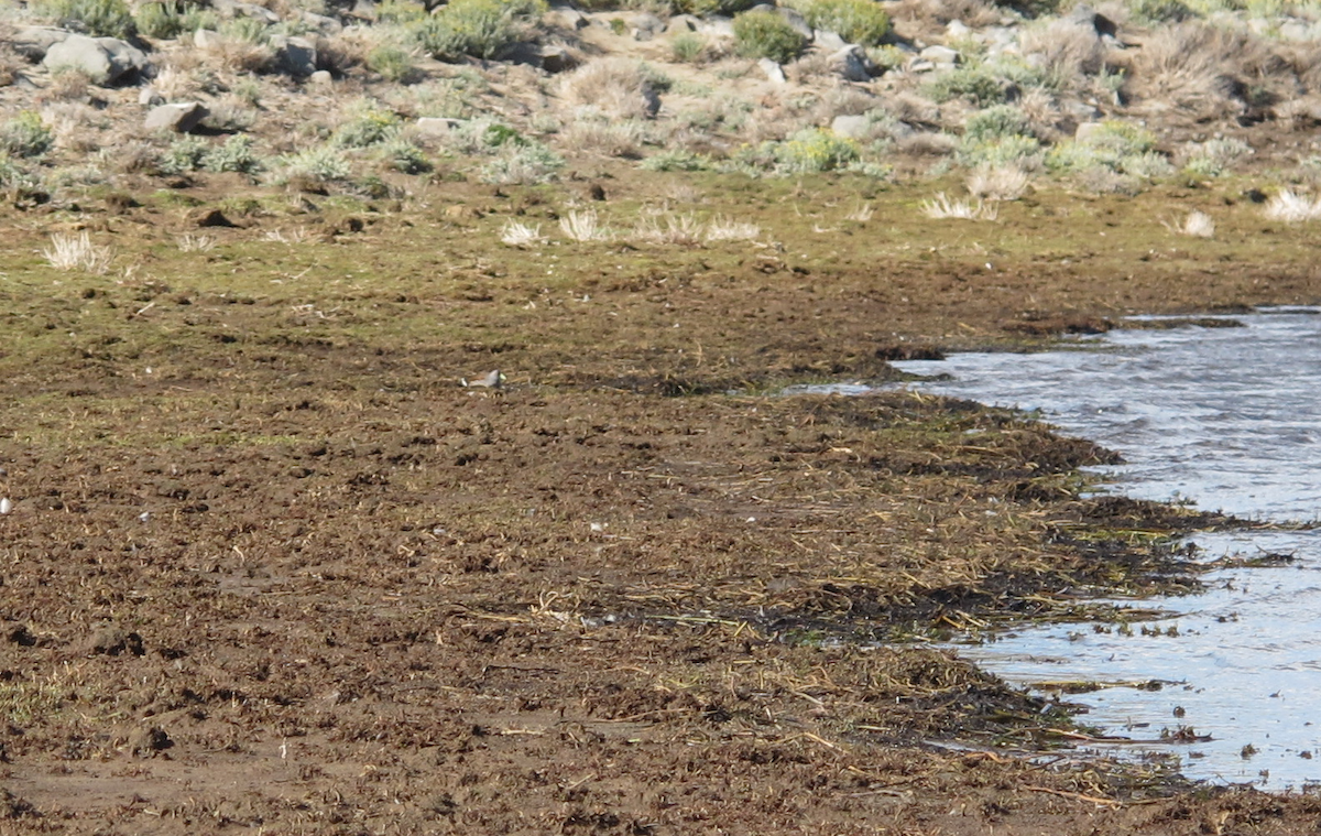 Spot-flanked Gallinule - ML360710351