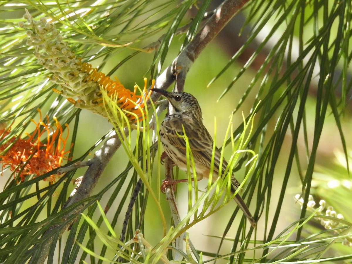 Bar-breasted Honeyeater - Brett Logan