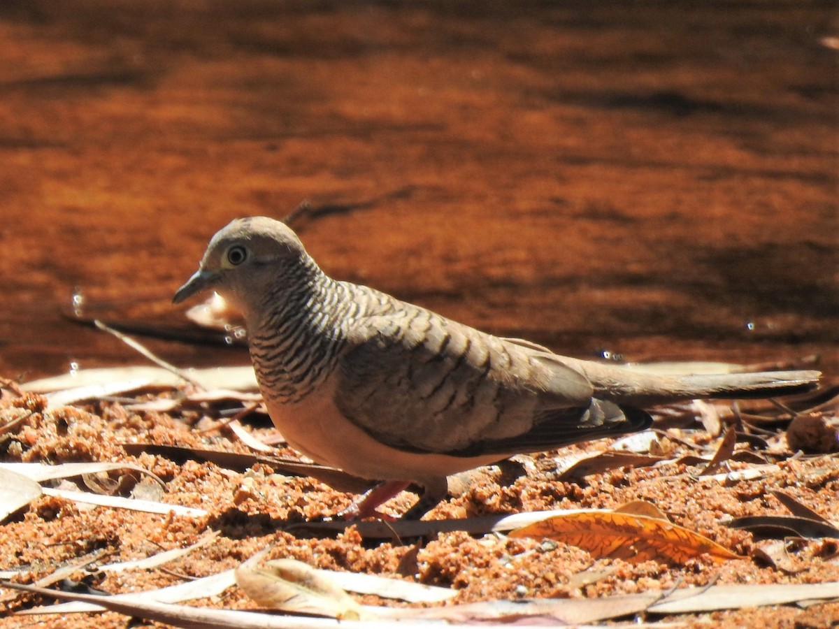 Peaceful Dove - Brett Logan