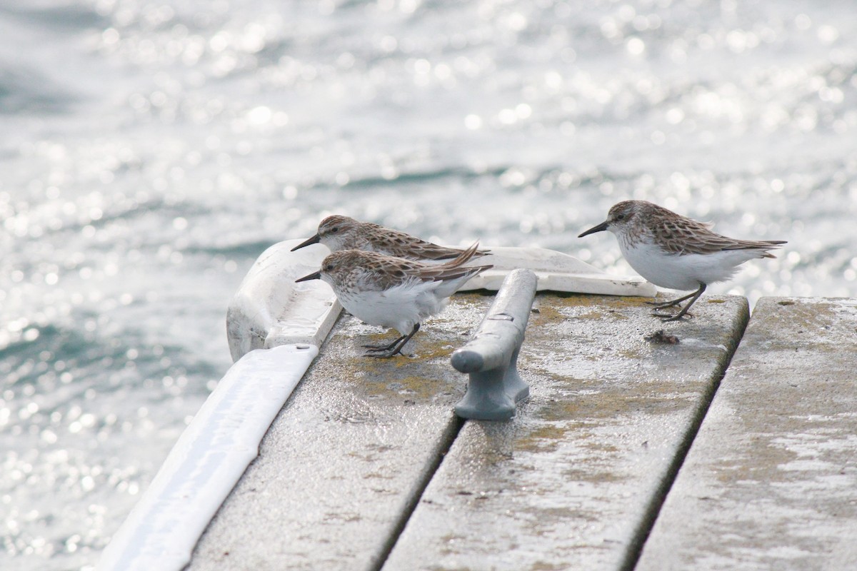 Semipalmated Sandpiper - ML36071251