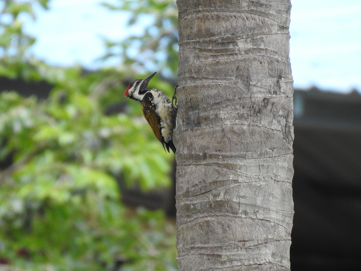 Black-rumped Flameback - ML360712841