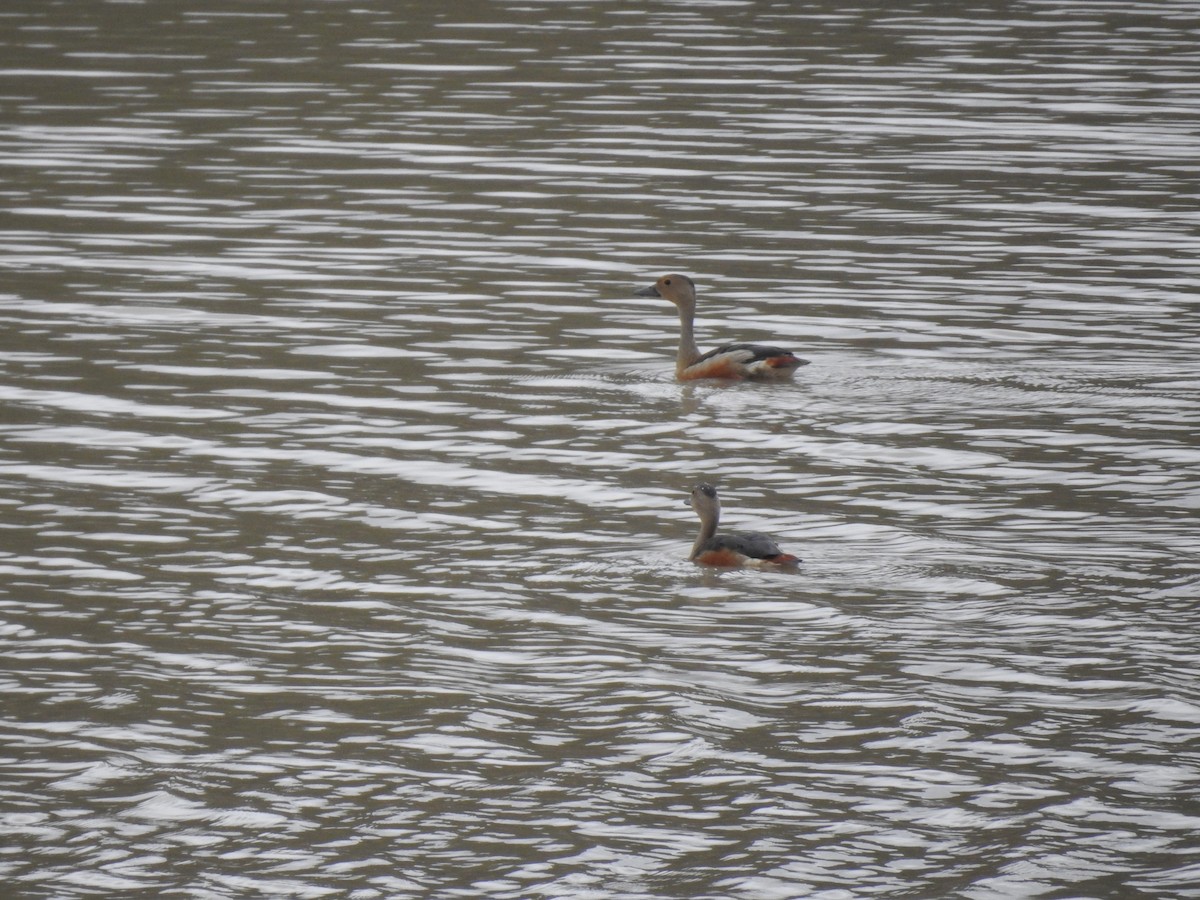 Lesser Whistling-Duck - ML360712991