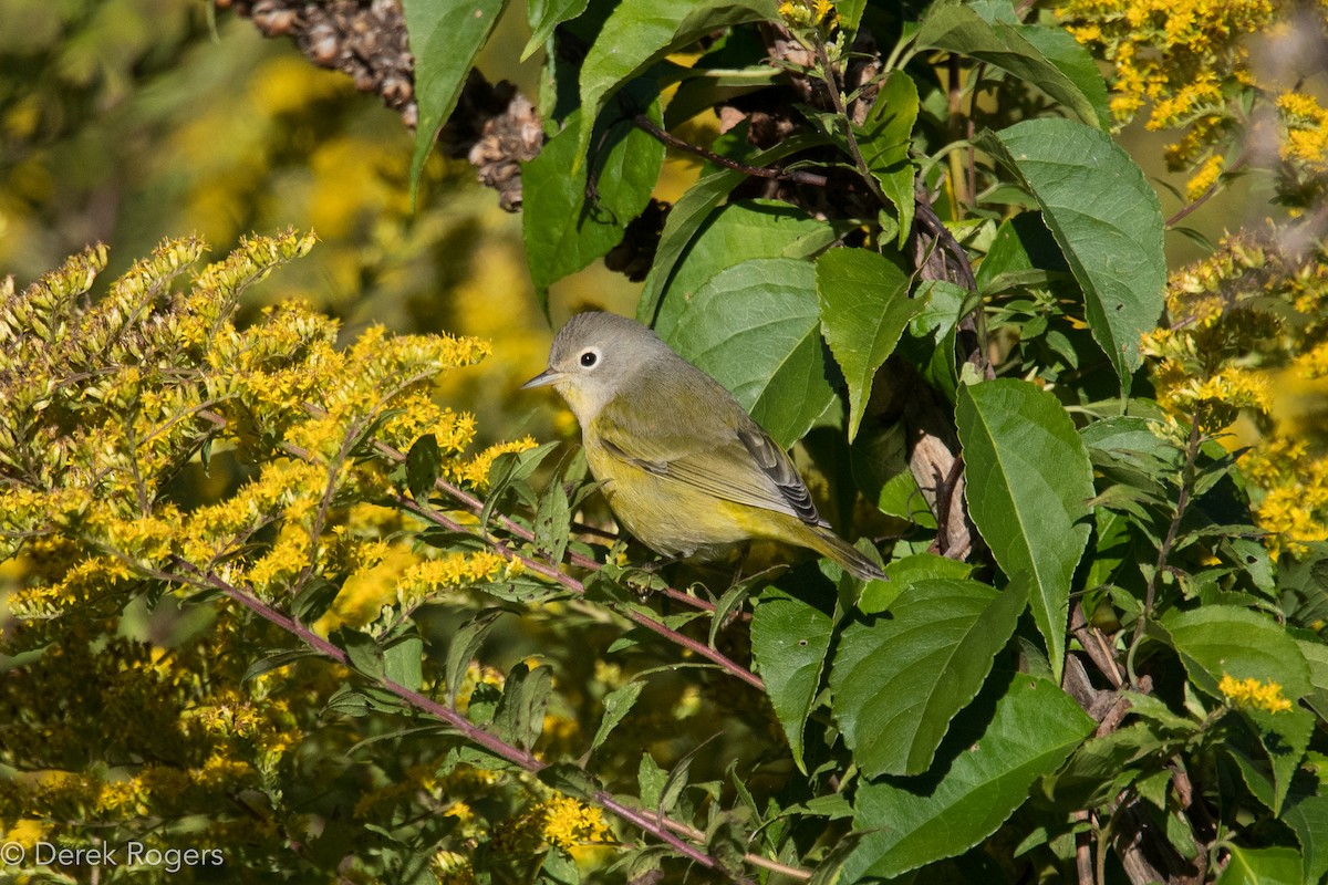 Nashville Warbler - Derek Rogers