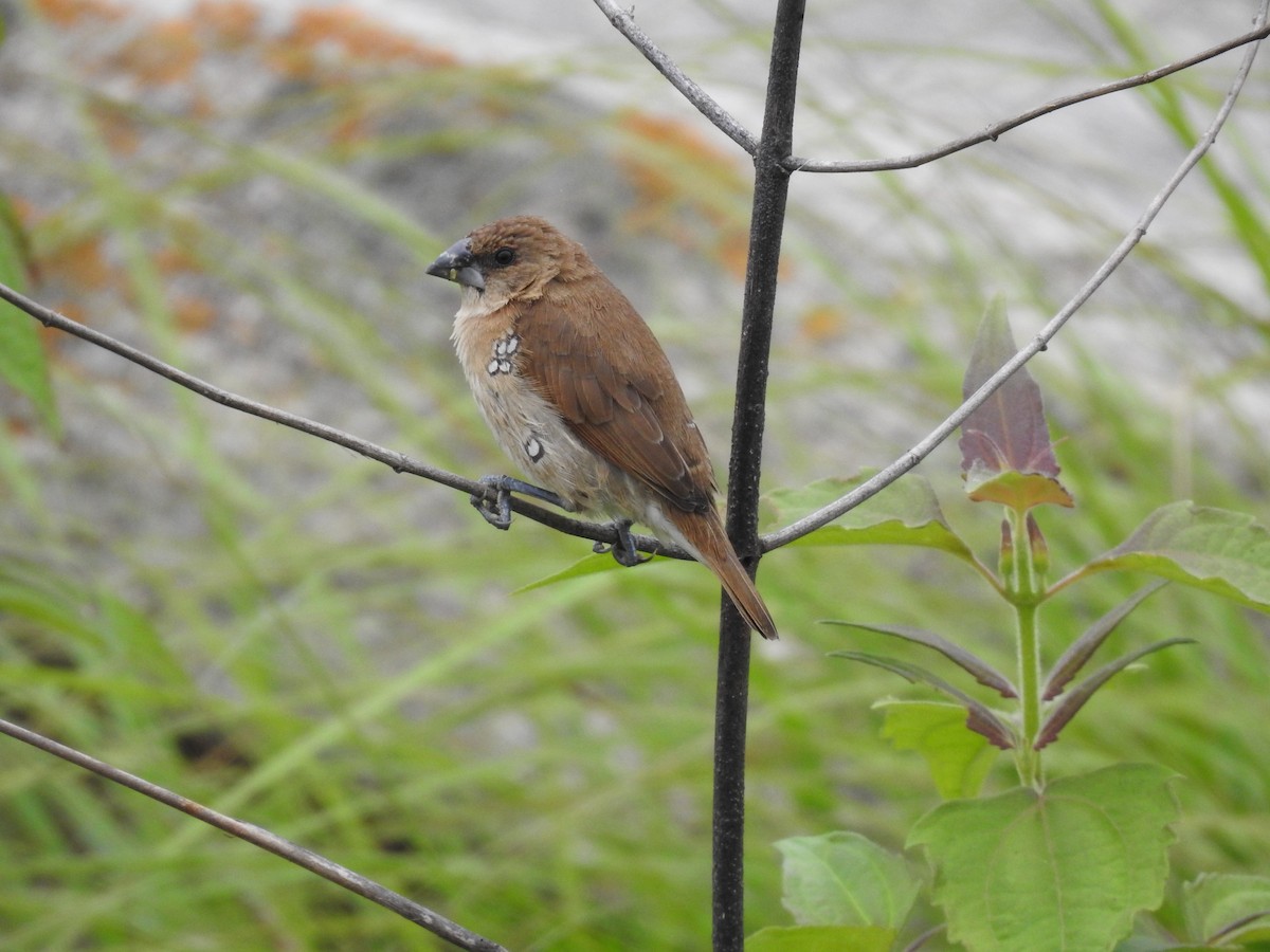 Scaly-breasted Munia - ML360713481