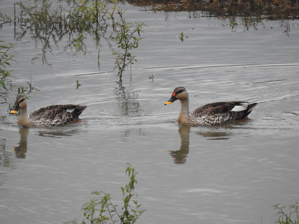 Indian Spot-billed Duck - ML360713511