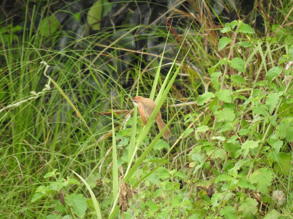 Yellow-eyed Babbler - ML360713691