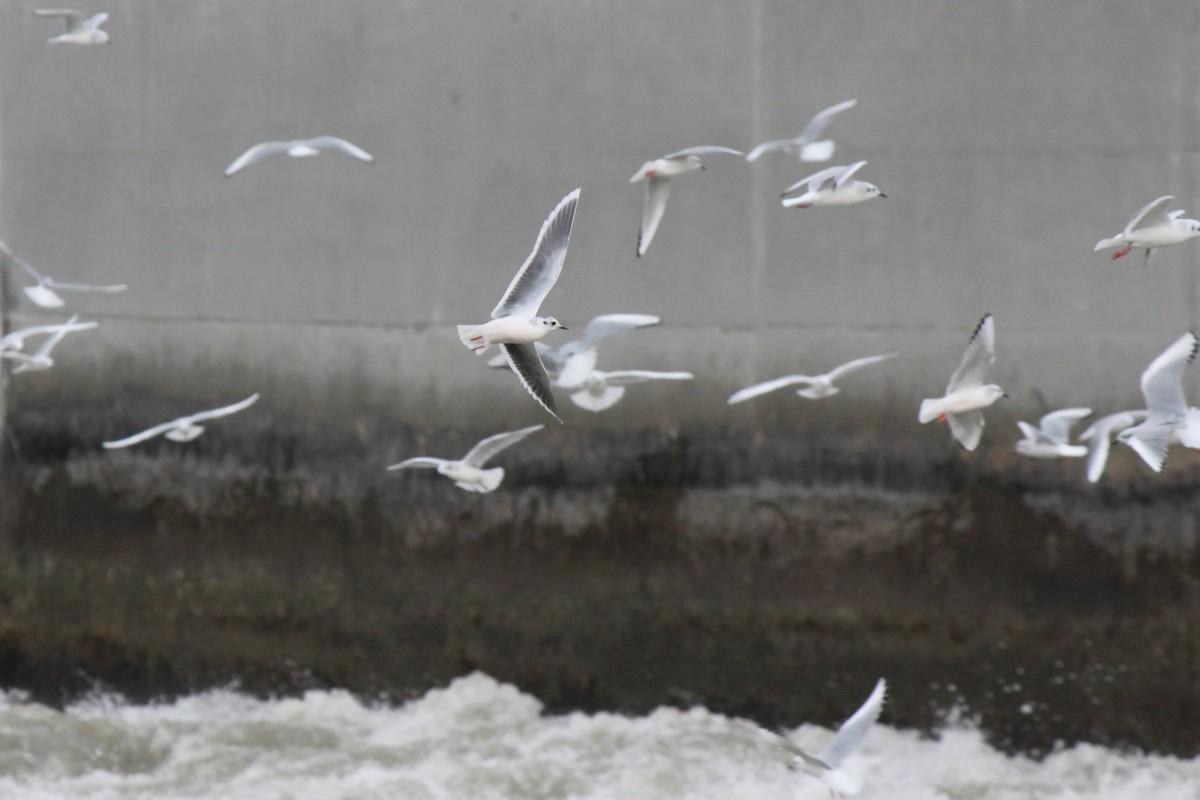 Mouette pygmée - ML36071421