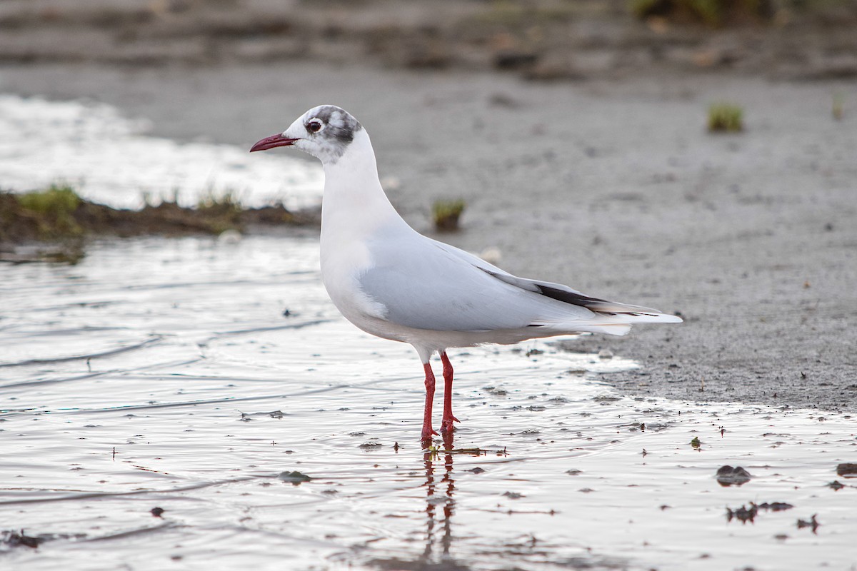 Brown-hooded Gull - ML360714621