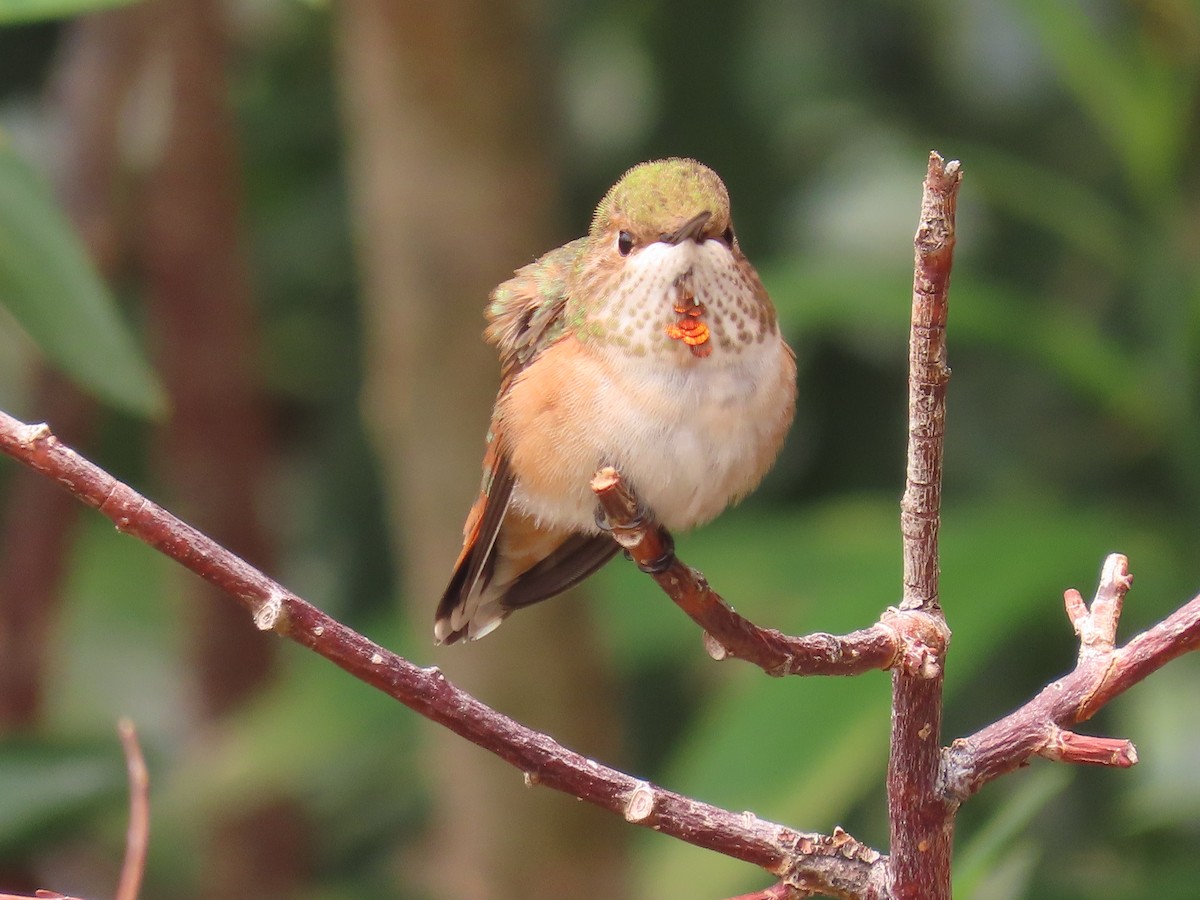 Colibrí Rufo - ML360715001