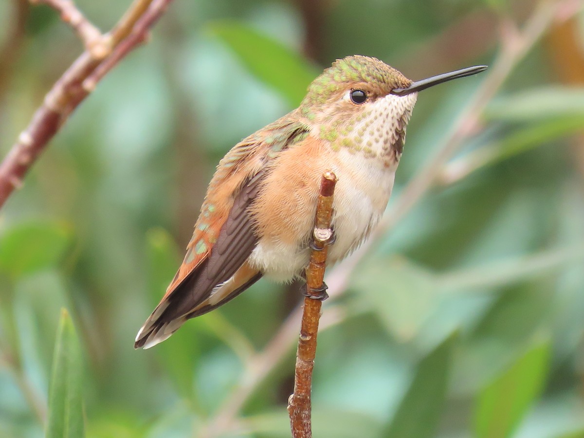 Colibrí Rufo - ML360715011