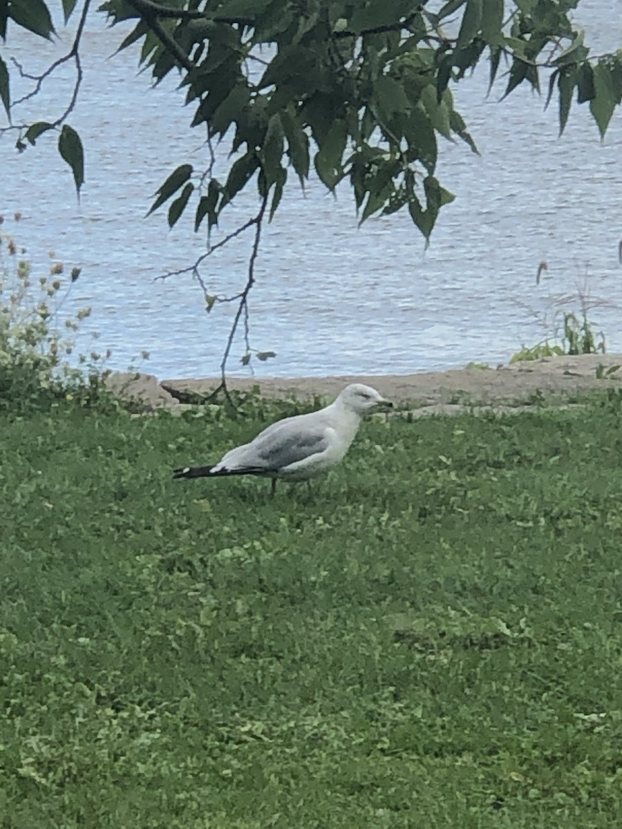 Ring-billed Gull - ML360717521