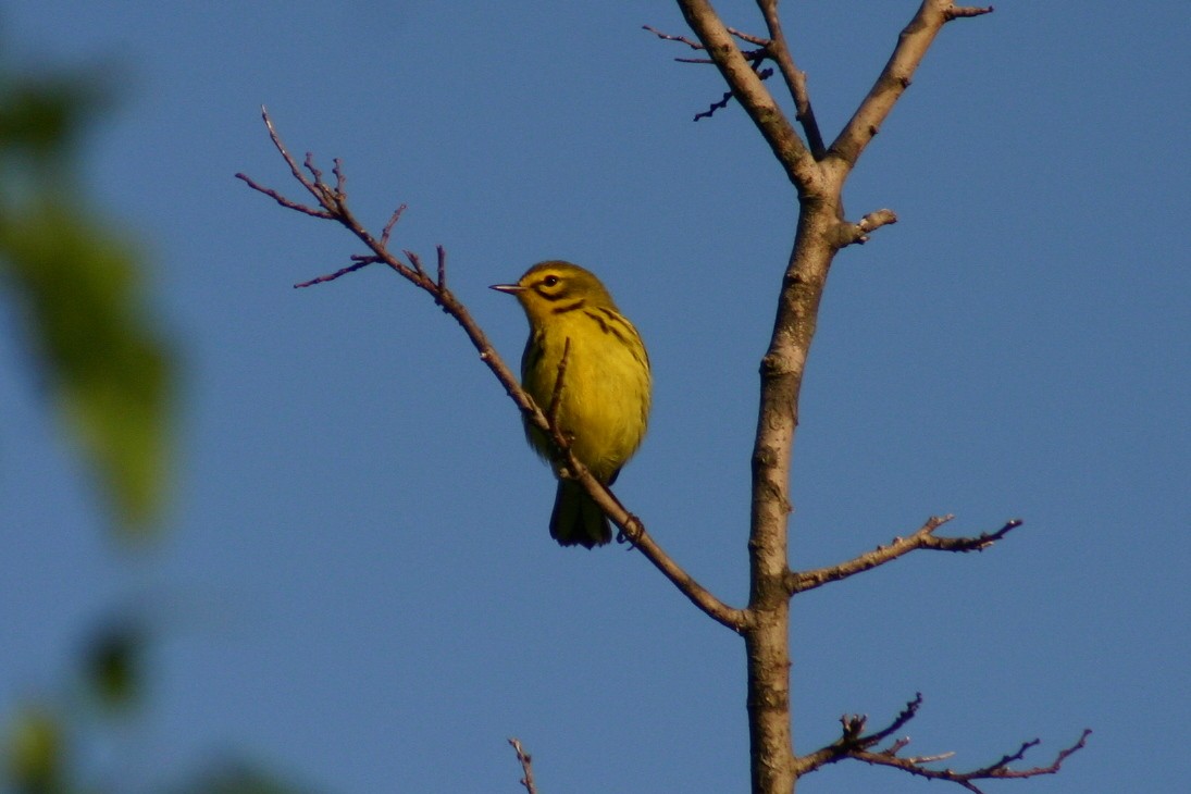 Prairie Warbler - David  Clark