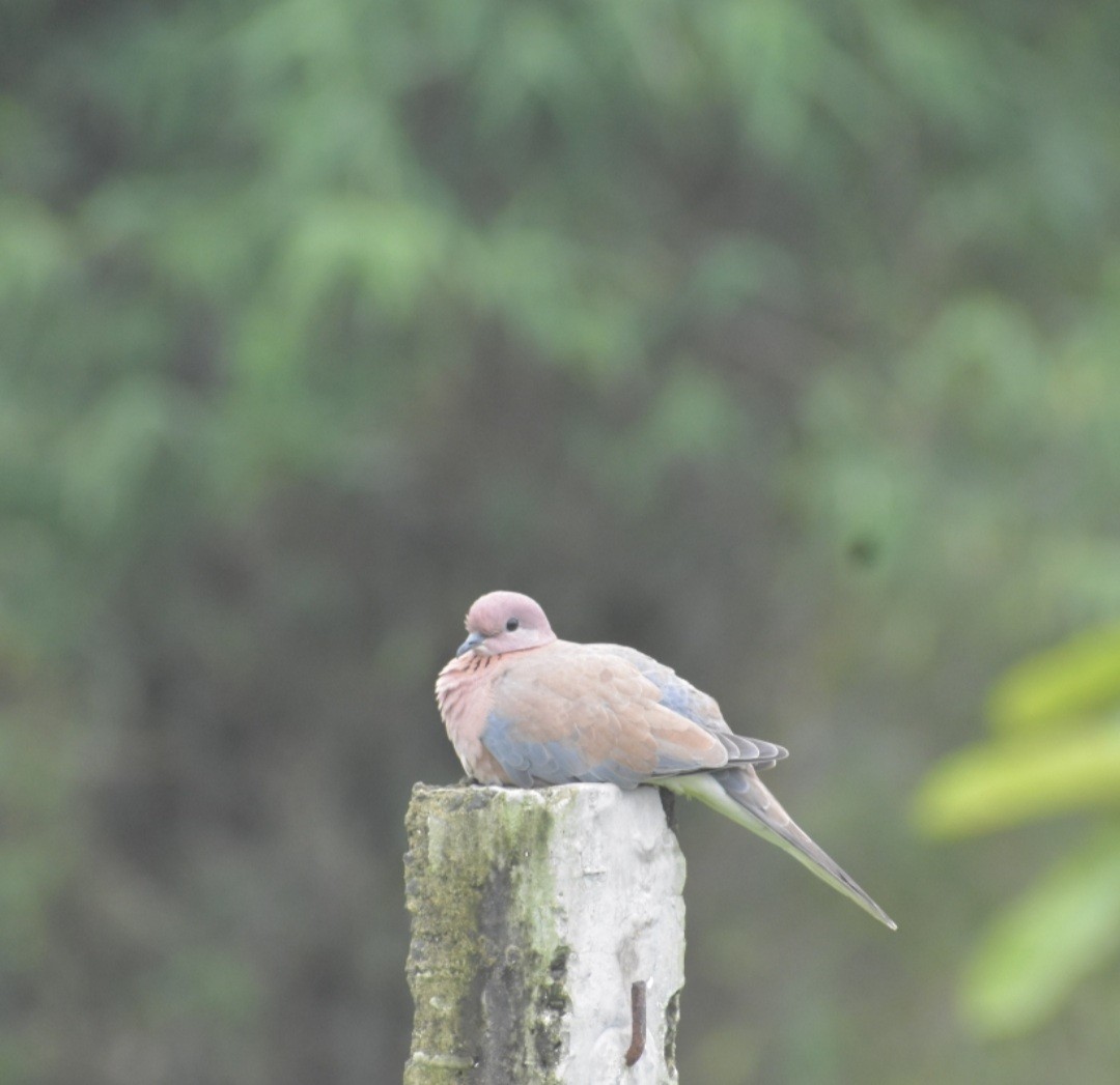 Laughing Dove - ML360719351