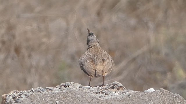 Cochevis de Thékla - ML360719731