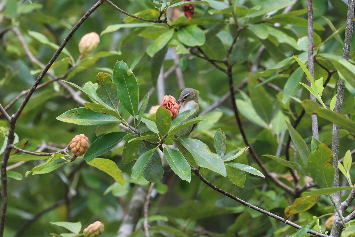 Vireo Ojirrojo - ML360719811