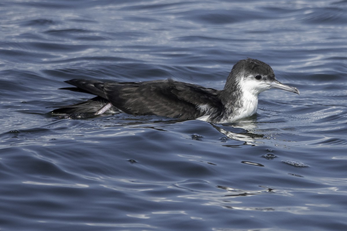 Audubon Yelkovanı - ML360721361