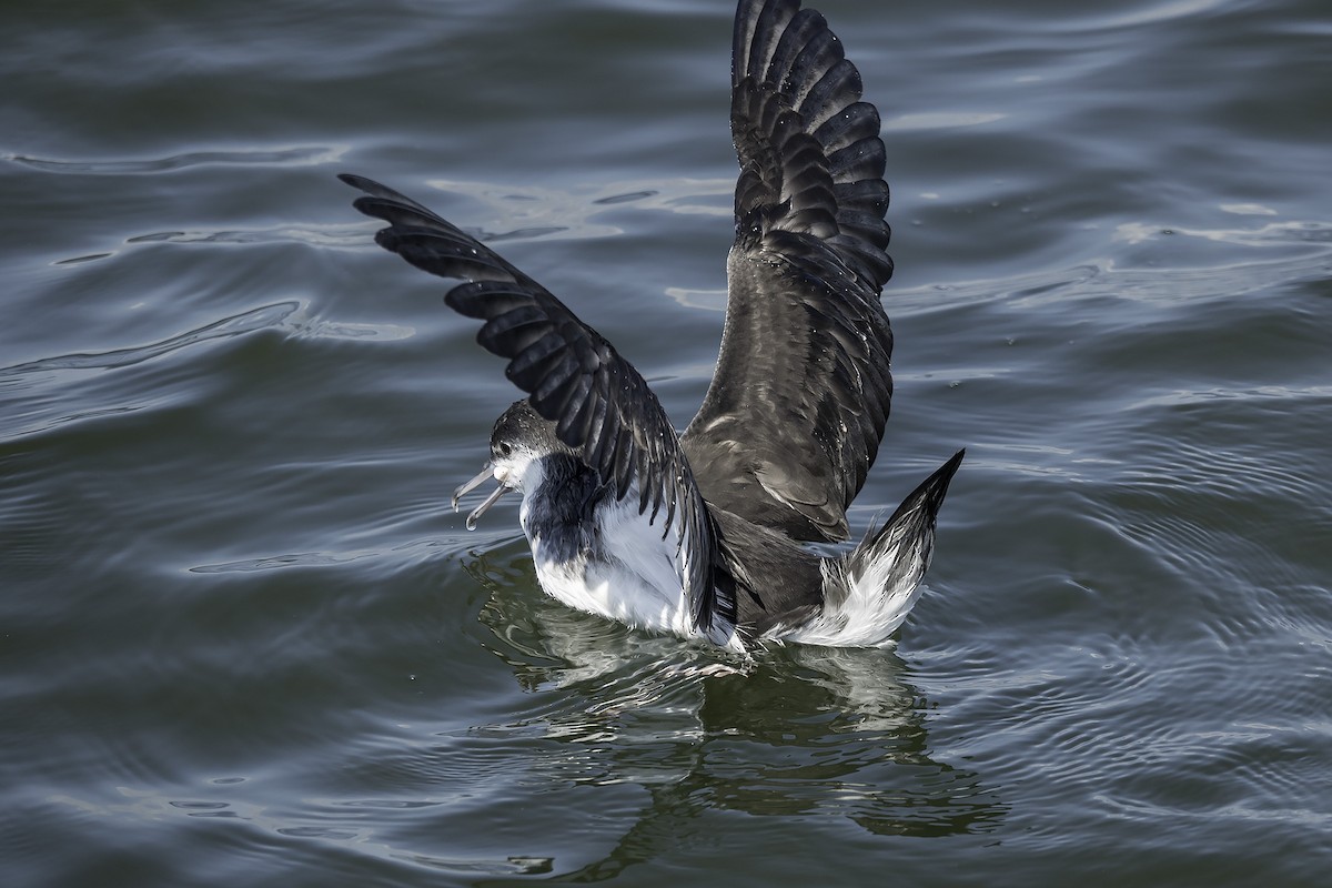 Audubon's Shearwater - ML360721411