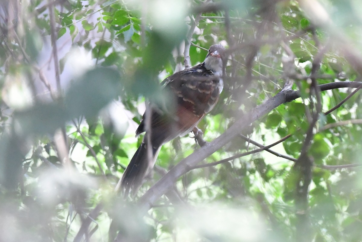 Chestnut-winged Cuckoo - ML360722451