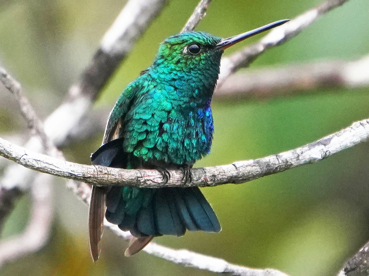 コロンビアヒメエメラルドハチドリ - eBird