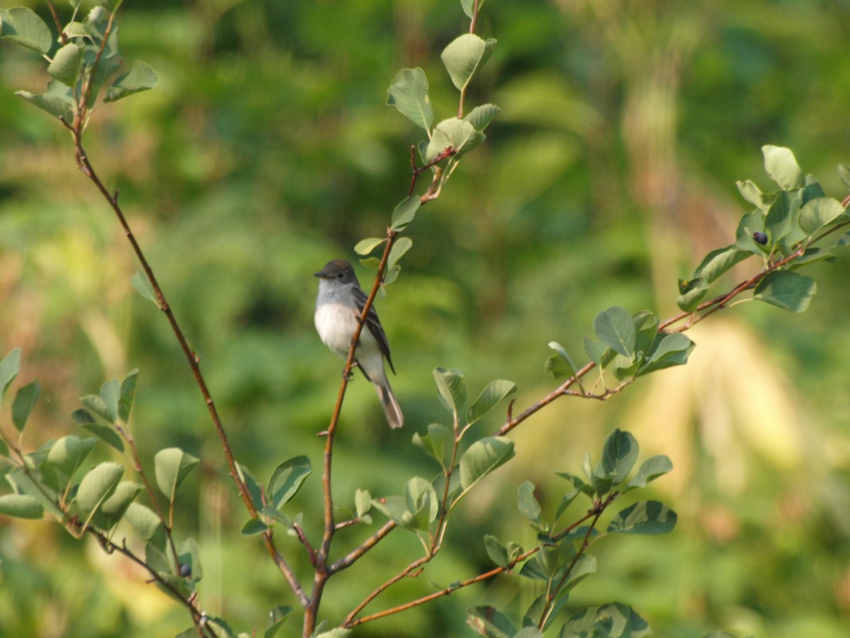 Willow Flycatcher - c c