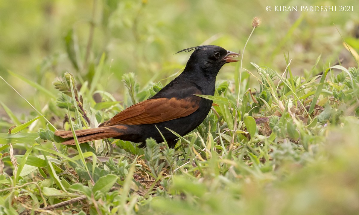 Crested Bunting - ML360723291