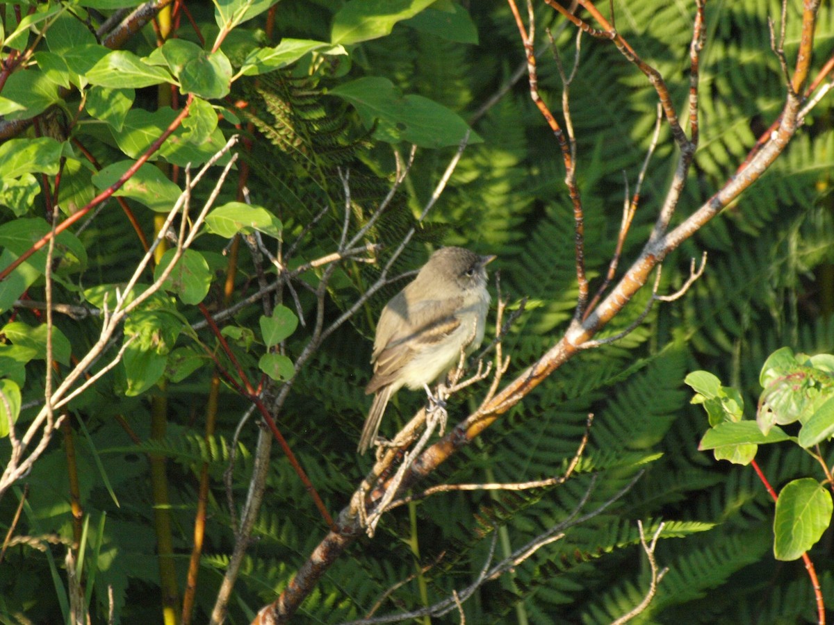 Willow Flycatcher - ML360724011