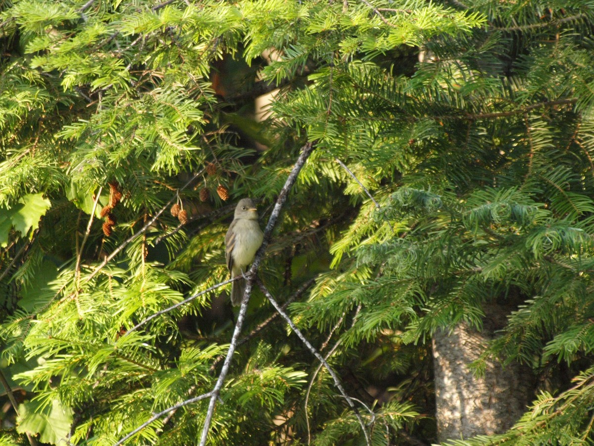 Willow Flycatcher - c c