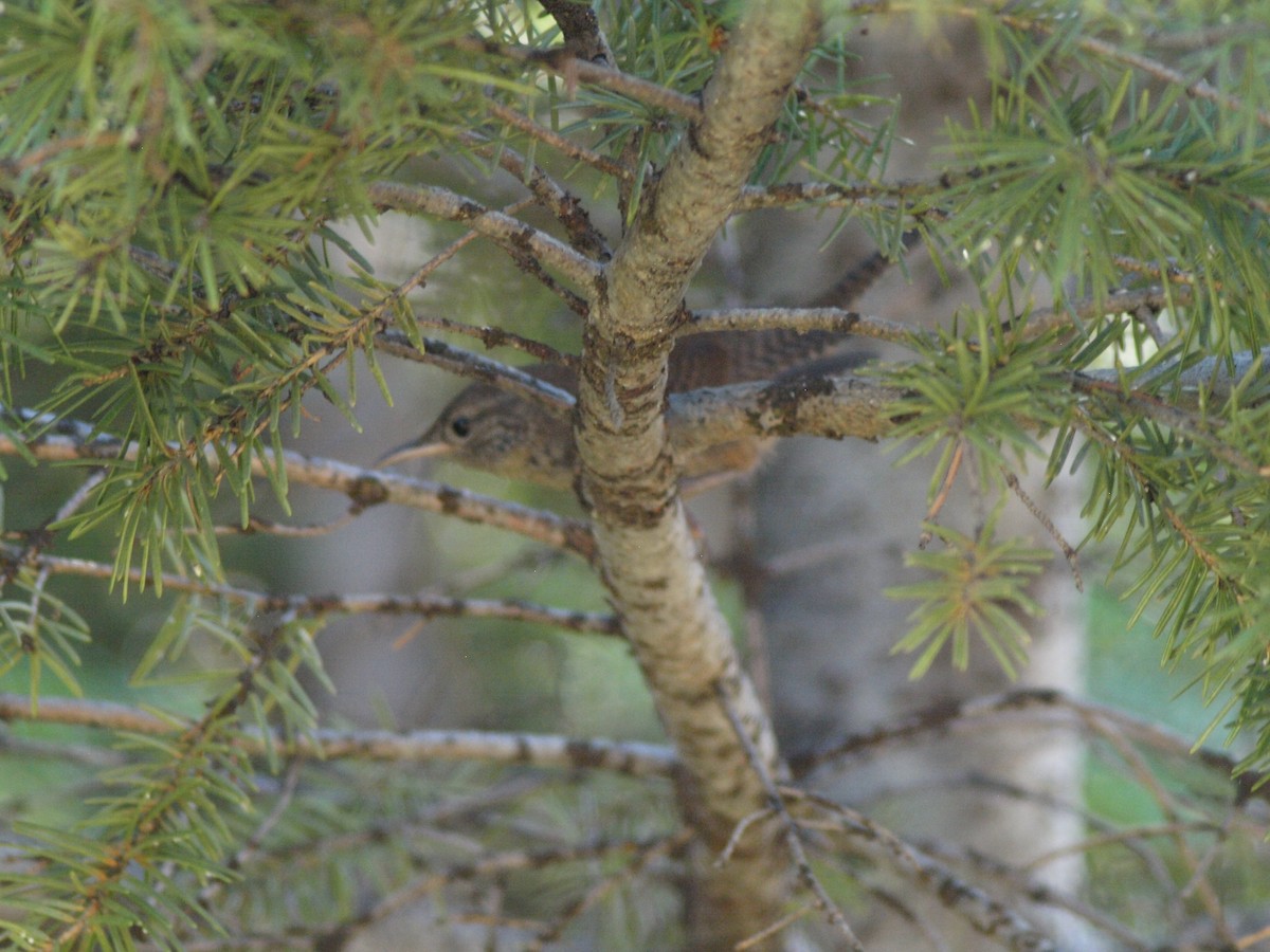 House Wren - c c