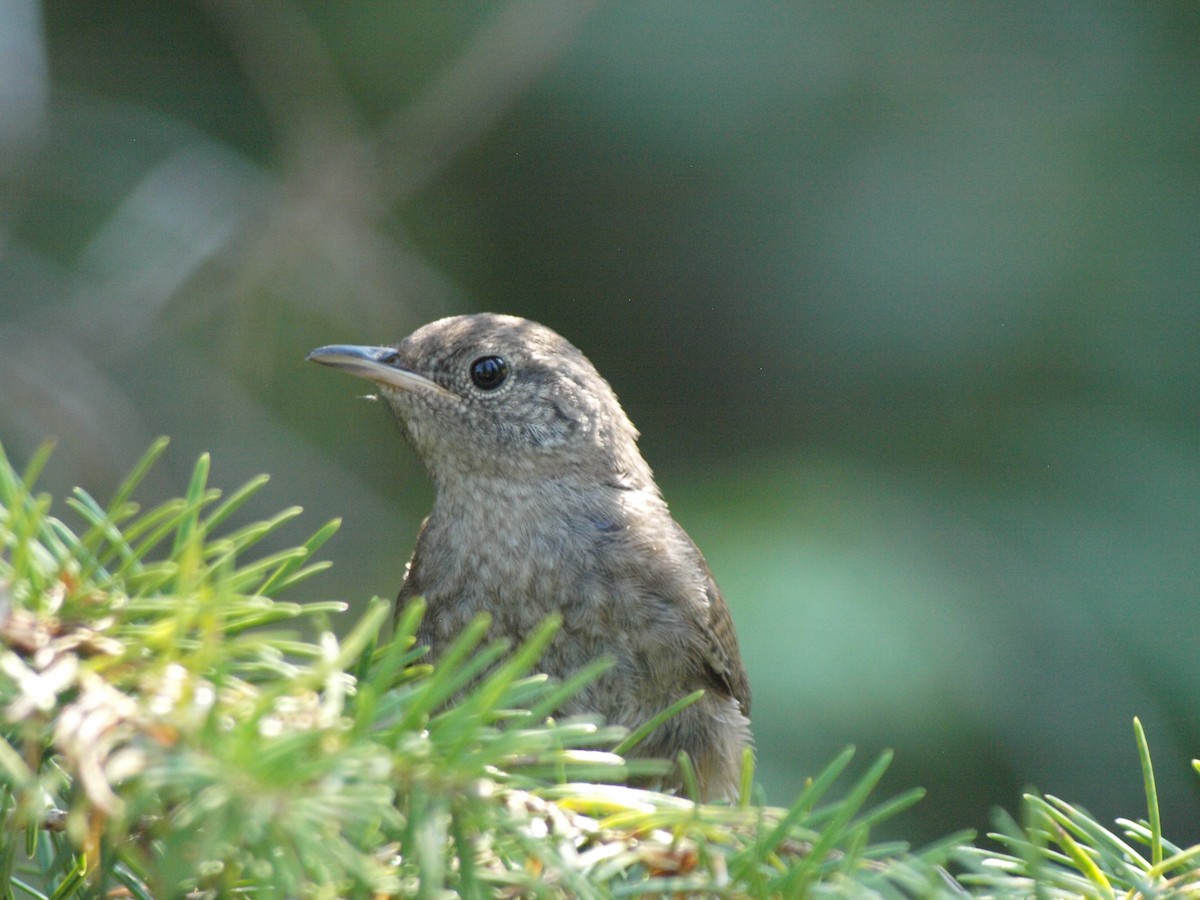 House Wren - ML360725391