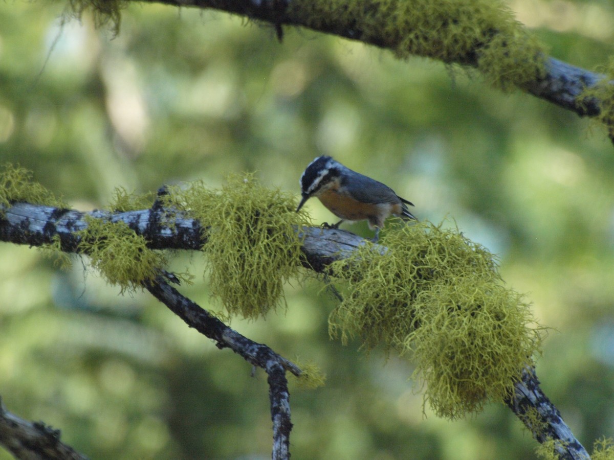 Red-breasted Nuthatch - ML360726941