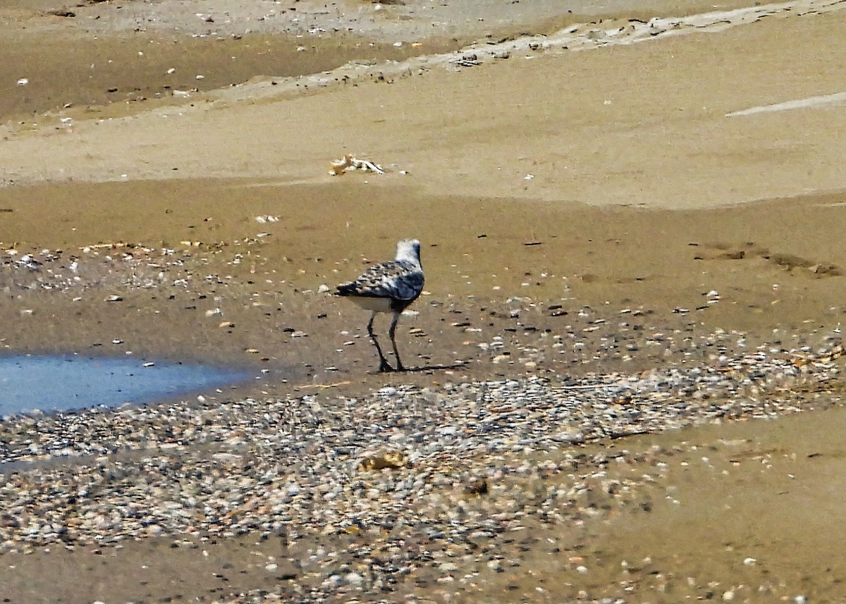 Black-bellied Plover - ML360727741