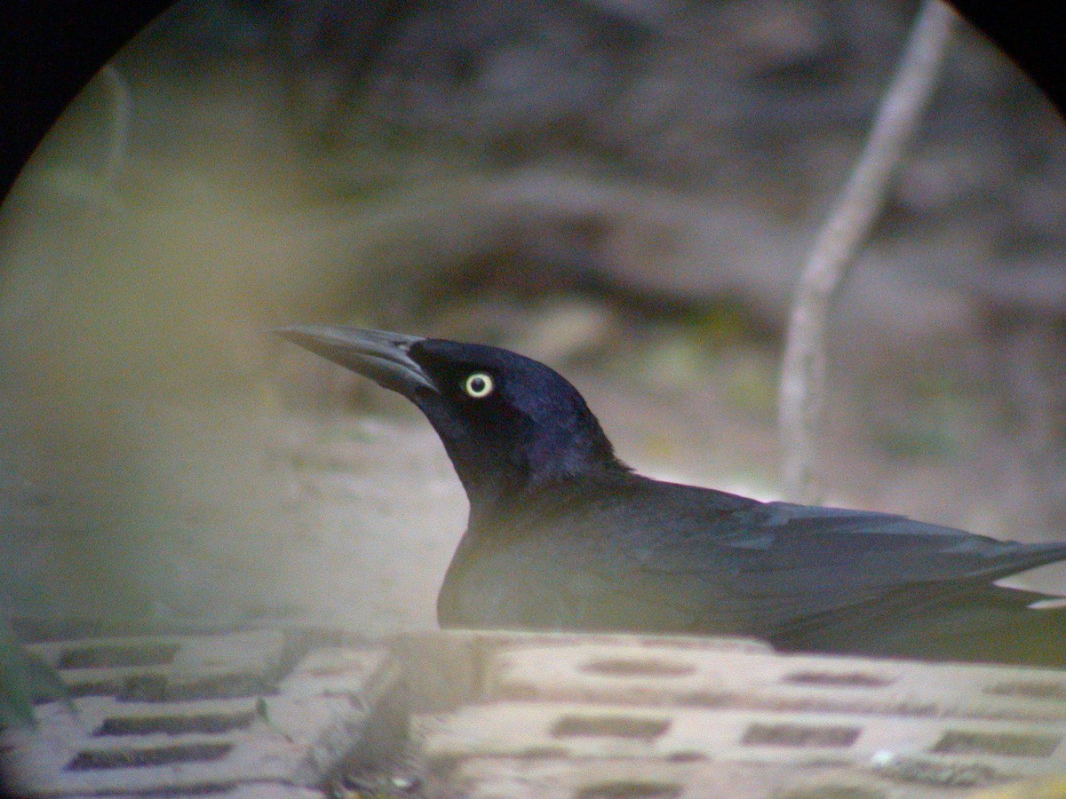 Great-tailed Grackle - ML360729971