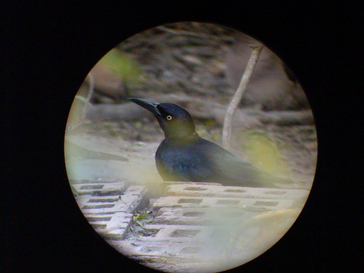 Great-tailed Grackle - ML360730001