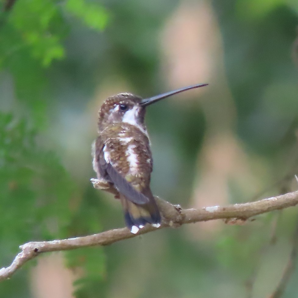 Long-billed Starthroat - ML360731461