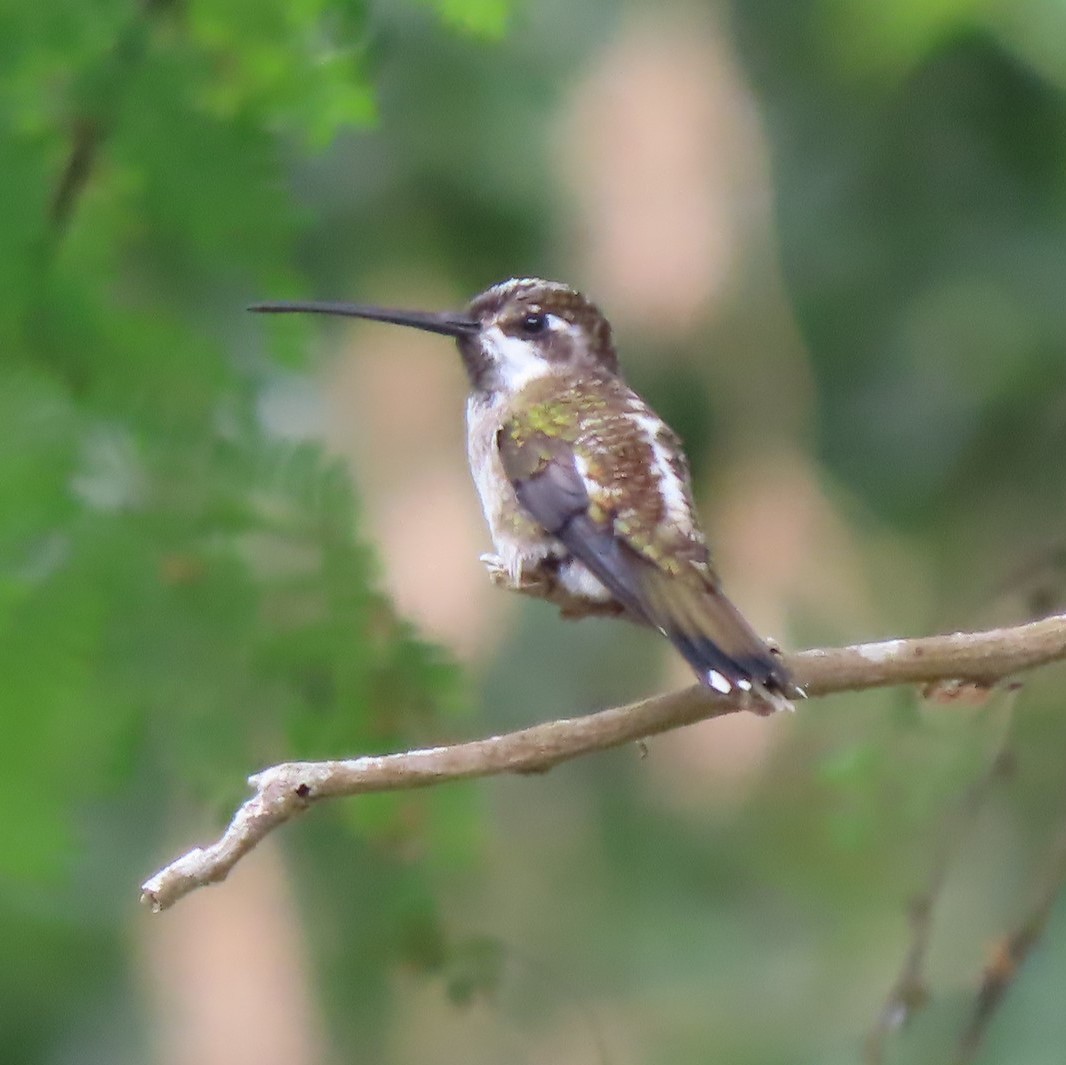 Long-billed Starthroat - ML360731471