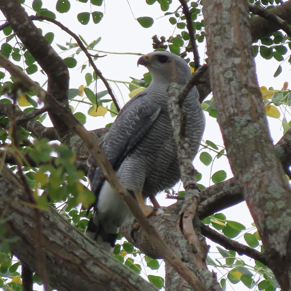Gray-lined Hawk - ML360731561