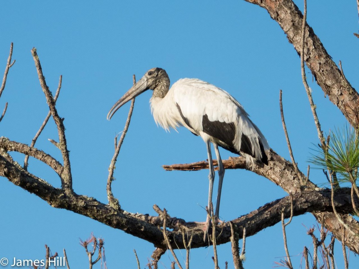 Wood Stork - ML360732041