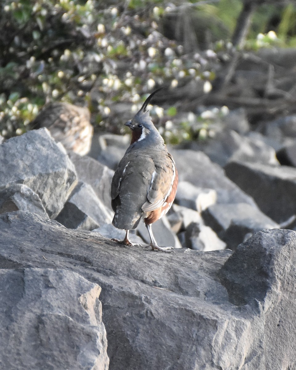 Mountain Quail - ML360732881