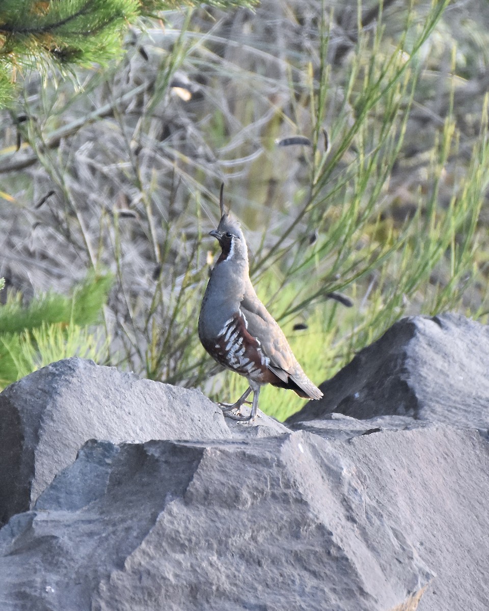 Mountain Quail - ML360732891